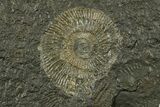 Fossil Ammonite (Dactylioceras) Cluster - Posidonia Shale, Germany #383721-2